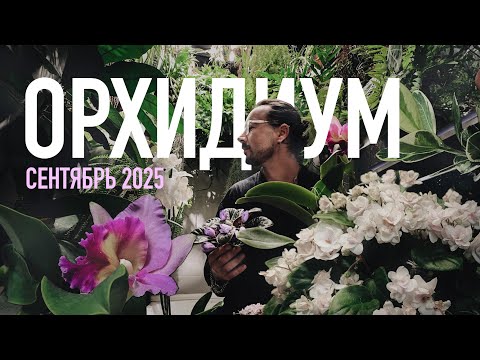 Видео: ОРХИДИУМ СЕНТЯБРЬ 2025. ПОКУПКИ 
