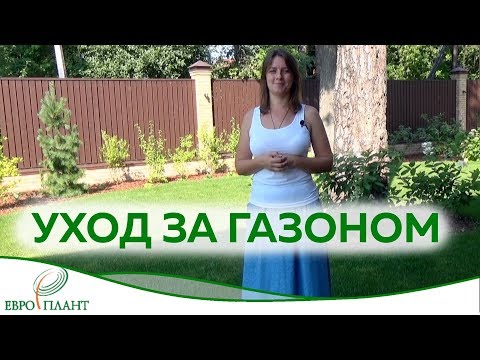 Видео: Уход за газоном. Возможен ли идеальный газон в наших условиях?