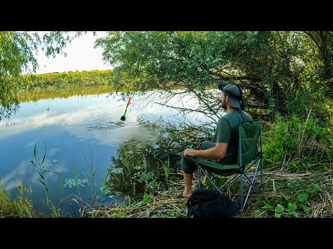 Видео: РЫБАЛКА - КАК ГЛОТОК СВЕЖЕГО ВОЗДУХА. ЛОВЛЯ БЕЛИ НА ПОПЛАВОК. САЗАНЫ И КАРАСИ НА ЖМЫХ(Макуха).
