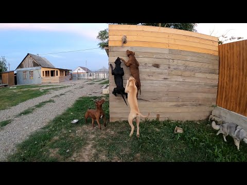 Видео: ПРЫЖКИ ПИТБУЛЯ, КТО ВЫШЕ !!! Влог с нашей бандой! Питбуль/Волк/Дворняжка/КОт.