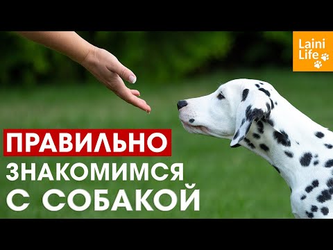 Видео: Знакомимся с собакой правильно!