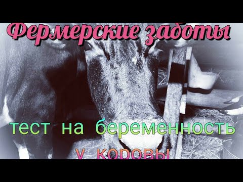 Видео: Как проверить корову на стельность//Тест на молоке народный способ//How to check a cow for pregnancy