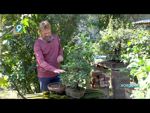 Видео: Бонсай по-старооскольски от Игоря Ислентьева