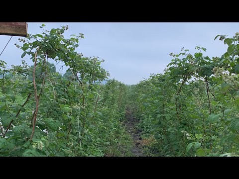 Видео: Малини більше не буде… Провал бізнесу