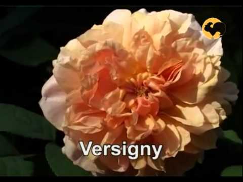 Видео: Розы в Саду серия 19. Французские розы 2 ч.