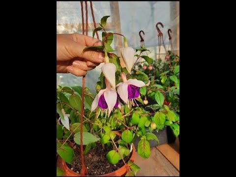 Видео: Укладываю фуксию спать. Зимовка фуксии в погребе.