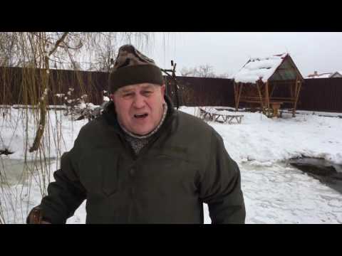 Видео: Беззатратная зимовка рыбы в непроточном пруду!!!