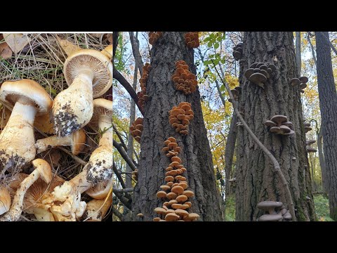 Видео: ВЕДЬМИНЫ КРУГИ ИЗ ГРИБОВ ! ГРИБЫ ДЕРЕВЬЯМИ И ПАУТИННИК ТРИУМФАЛЬНЫЙ ! Грибы 2021 !