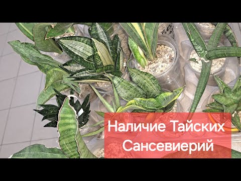 Видео: Обзор Тайских Сансевиерии, которые адаптировались и сейчас в активном росте. Видео от 21.08.2024г