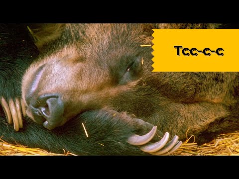 Видео: Как спит медведь? Наталья Носова.