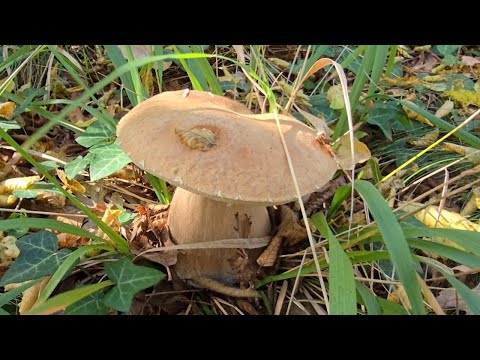 Видео: Манатарки на 1 ноември край морето