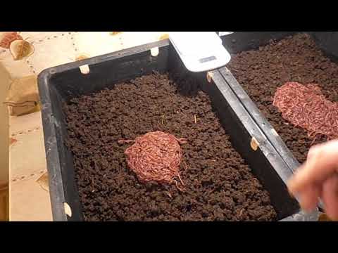 Видео: Подготовка субстрата и заселение мелкого червя. Жирный навозник.