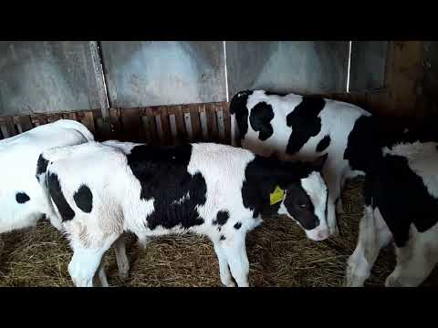 Видео: #ГОЛШТИНСКИЕ ТЕЛЯТА#  Приобрели новую партию.