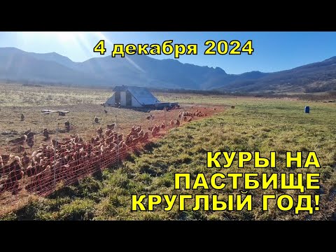 Видео: 4 декабря пастбищные куры в РАЙАР