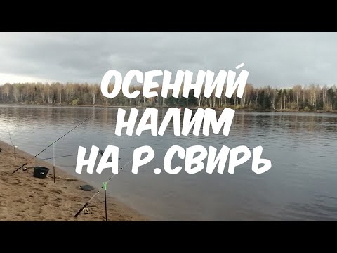 Видео: Ловля налима на р.Свирь