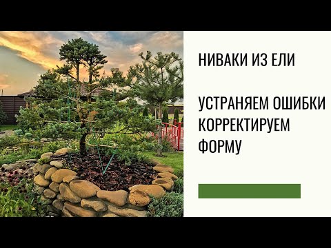 Видео: Ниваки из ели | Устраняем ошибки | Корректируем форму