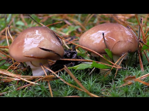 Видео: МОЛОДЫЕ ГРИБЫ ВНОВЬ ПОШЛИ! ВОТ ВАМ И КОНЕЦ ОКТЯБРЯ!!!