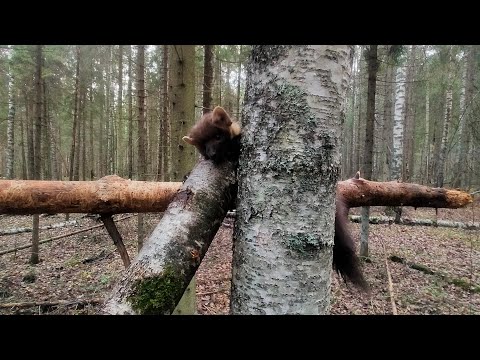 Видео: Проверка путика (капканов). Неожиданная встреча!