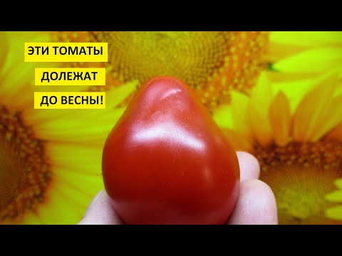 Видео: Хранить томаты всю зиму! Сорта томатов для длительного хранения выбирайте уже сейчас!