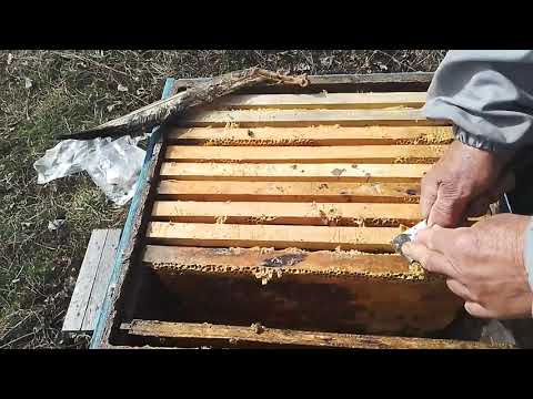 Видео: Развитие пчёл весной Карника Тройзек 1075 .13 апреля