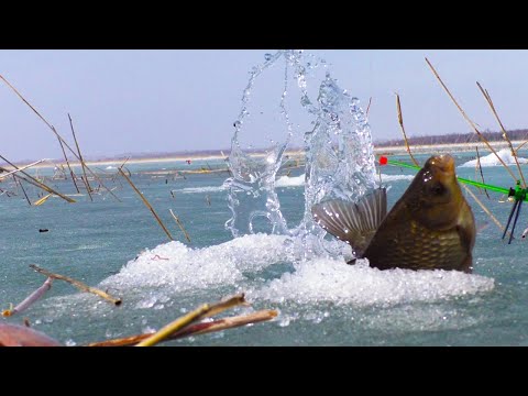 Видео: АКТИВНЫЙ КЛЁВ КАРАСЯ по последнему льду. ЛУНКИ РЯДОМ, А ЛОВИТСЯ В ОДНОЙ.