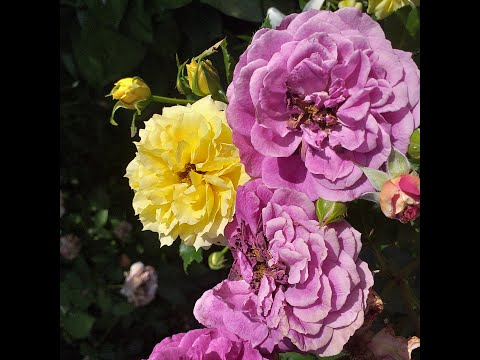 Видео: Сочетания роз. "Замечательно" и "Соседствуют"!)