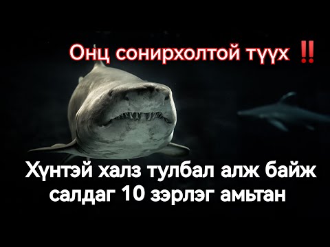 Видео: Энэ 10 амьтантай таарчихгүй амьдарчих юмсан. Гоё түүхүүд Goy tuuhuud 2024 mongol heleer kino duu