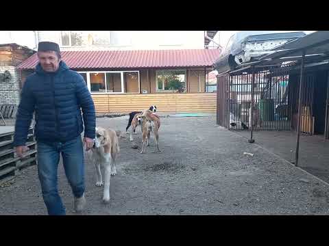 Видео: БУГАЙ АЛАБАЙ. Воскресный ролик от 12 октября.