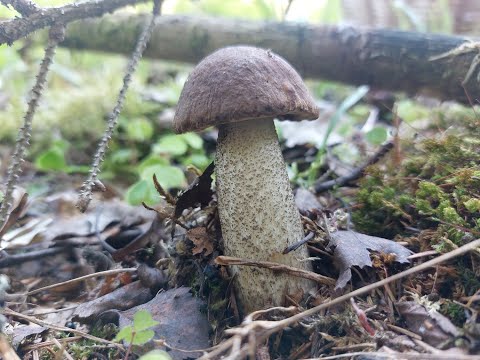 Видео: Собираем грибы! Август 2022 г. Тихая охота продолжается!