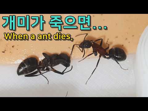 Видео: Удивительное поведение муравья, увидевшего мертвого муравья