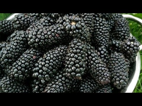 Видео: Ежевика, ответ подписчикам. Обратите е внимание, не Галактика а Глория)