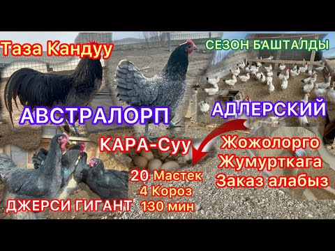 Видео: АВСТРАЛОРП ДЖЕРСИ ГИГАНТ АДЛЕРСКИЙ ТАЗА КАНДУУ ТООКТОР ЖОЖОЛОРГО ЖУМУРТКАГА ЗАКАЗ АЛАБЫЗ