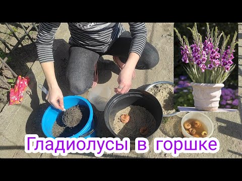 Видео: Как высадить гладиолусы в горшок? Гладиолусы в горшке. Неприхотливый сад