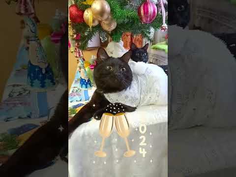 Видео: С новым годом!🎄😻 #cat