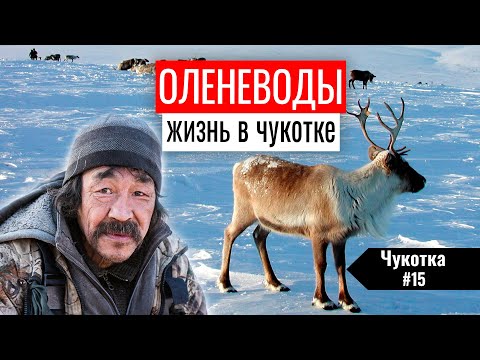 Видео: КАК ЖИВУТ ОЛЕНЕВОДЫ НА ЧУКОТКЕ. ПОГИБАЮЩИЕ ХОЗЯЙСТВА НА КРАЙНЕМ СЕВЕРЕ. ЧУКОТКА #15