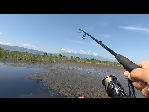 Видео: Рыбалка на щуку с поверхностной лягушкой