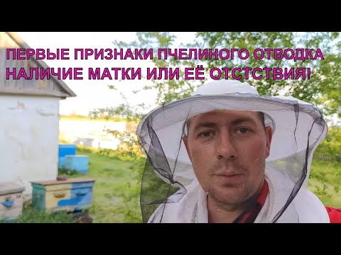 Видео: Как узнать есть ли в пчелином отводке матка не видя её визуально☝️🐝🐝🐝