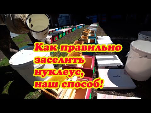 Видео: ЗАСЕЛЕНИЕ ТРЁХ РАМОЧНЫХ НУКЛЕУСОВ от А до Я, как МЫ ДЕЛАЕМ.