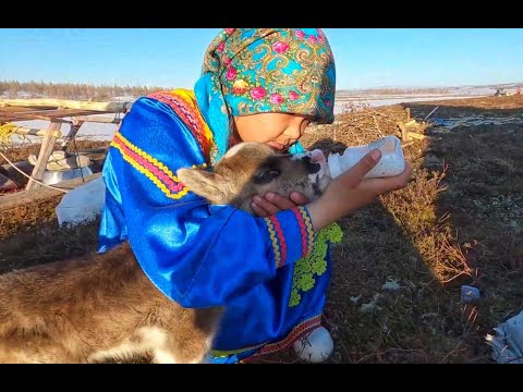 Видео: Ханты. Весна на Полярном Урале | Тут султам