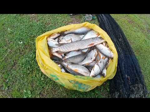 Видео: Кастинговая сеть 25-ка на чибаковом ручье!