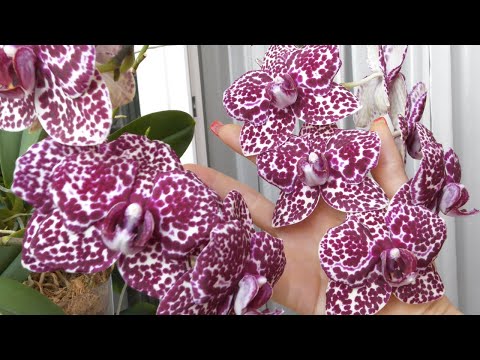 Видео: "КУДА ДЕЛИ КОТОВ?!"  ВОТ ОНИ! ОГОГОШНЫЕ орхидеи. Orchid Wild cat