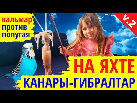 Видео: Яхтенный переход Канары – Гибралтар Часть 2: Ноев ковчег. Кальмар, Попугай, Киты, Дельфины и Голуби!