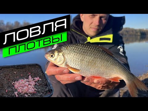 Видео: ЛОВЛЯ ПЛОТВЫ НА ФИДЕР / ПЛОТВА В ОКТЯБРЕ / FROS FISHING