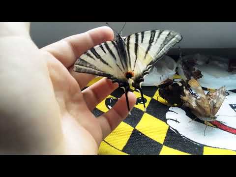 Видео: 1000000 бабочек!