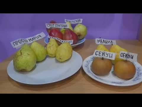 Видео: Выбираем лучшие сорта груш для средней полосы РФ.