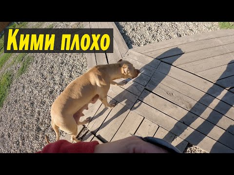 Видео: Кими плохо, вялая, болезнь прогрессирует.... Кормлю уличных собак... Как поживают щенки.