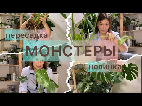 Видео: Пересадка/Монстера/Новинка