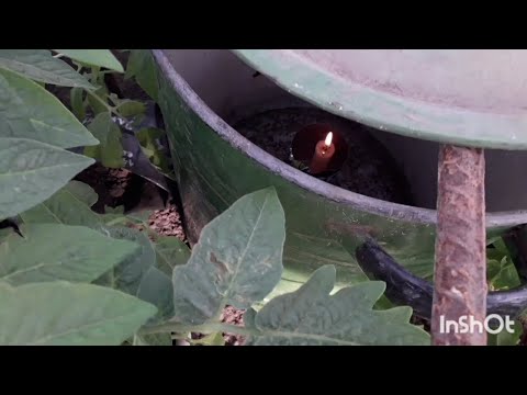 Видео: 19 апреля. Температура ночью -14. Мой любимый способ обогрева теплицы в заморозки.