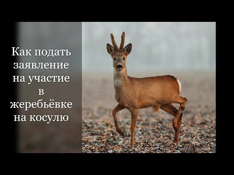 Видео: Как подать заявление на участие в жеребьёвке на косулю