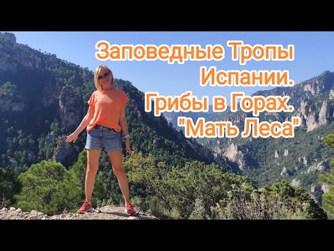 Видео: Заповедные Тропы Испании. Грибы в Горах. "Мать Леса"